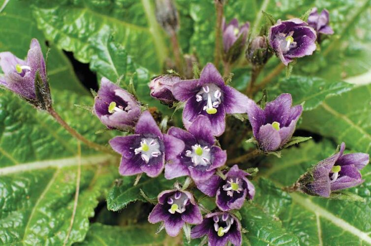 Fresh Clips: The Mysterious Mandrake Plant